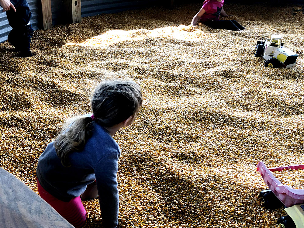 Kids play inside a corn pit at the local pumpkin patch